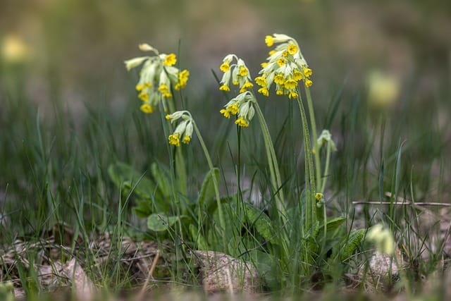 Pierwiosnek lekarski (Primula veris)